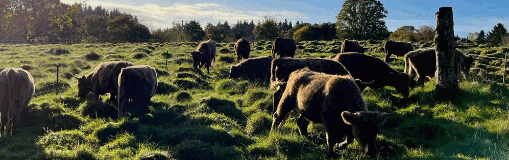 Cows grazing at Haye Farm holiday accommodation