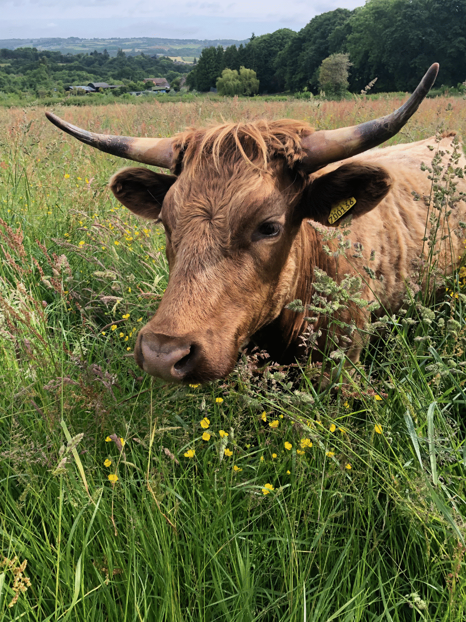 Cow with horns in the long grass at Haye Farm