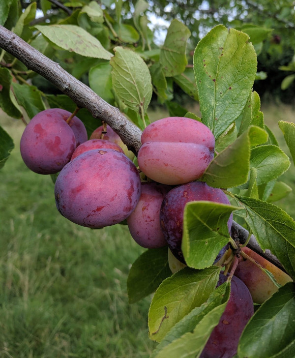 Ripe Victoria plums growing on the trees at Haye Farm