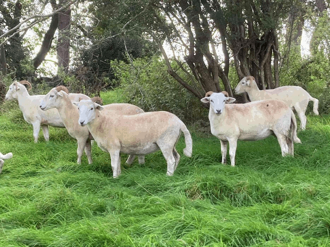 A group of sheep by some trees at Haye Farm