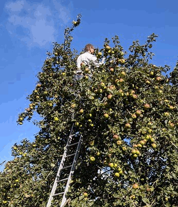 Harvesting apples on a ladder