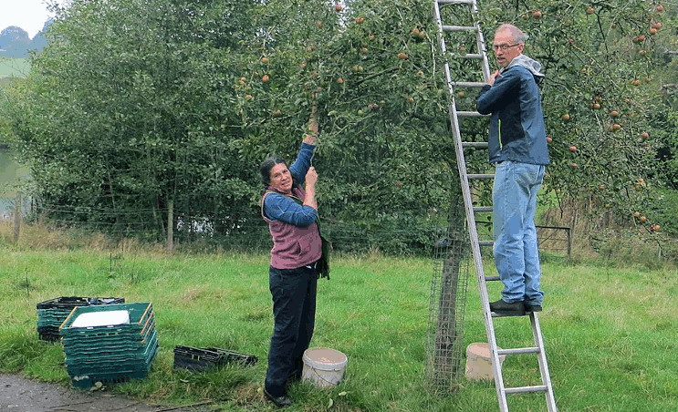 Two volunteers working on a ladder in the orchards