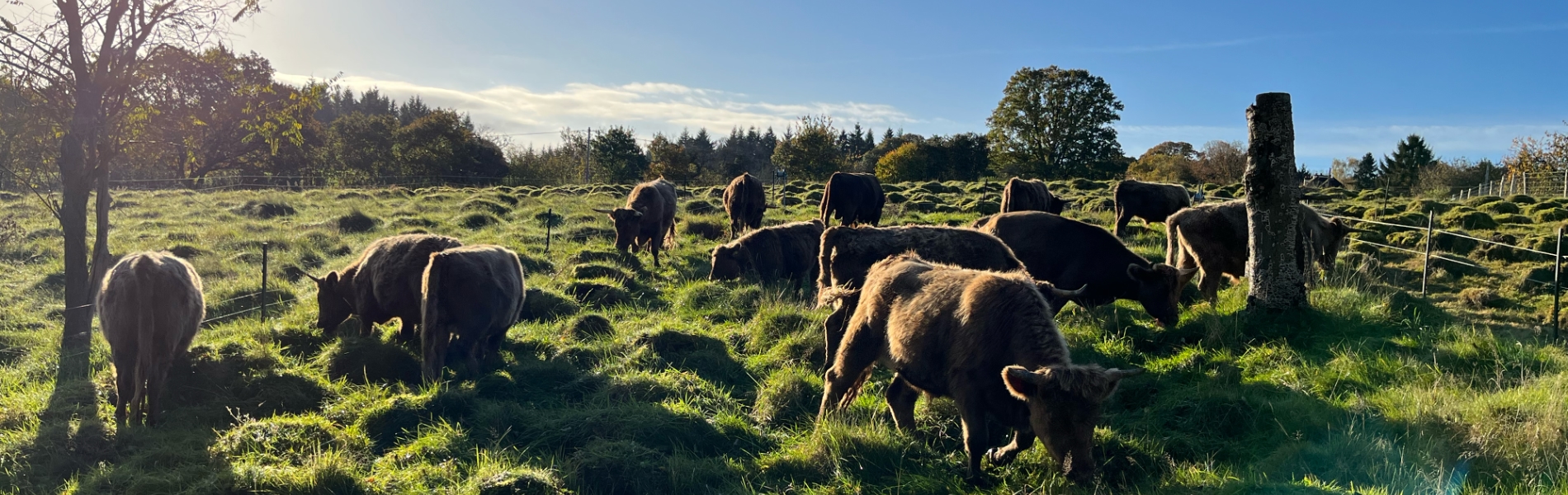 Cows grazing at Haye Farm holiday accommodation